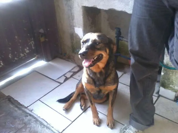 Cachorro ra a SRD idade 1 ano nome Peuqena