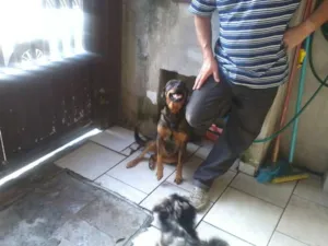Cachorro raça SRD idade 1 ano nome Peuqena