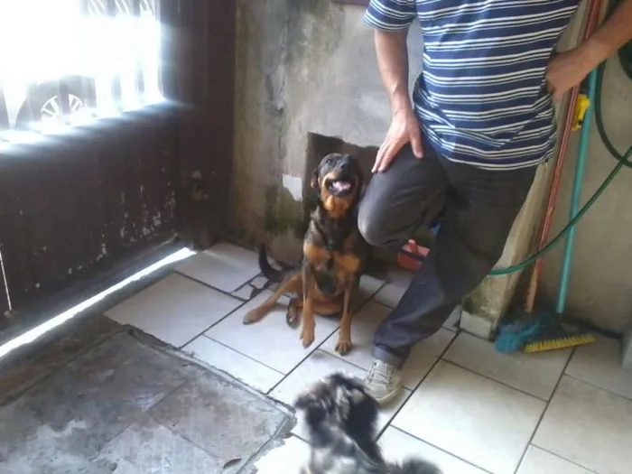 Cachorro ra a SRD idade 1 ano nome Peuqena