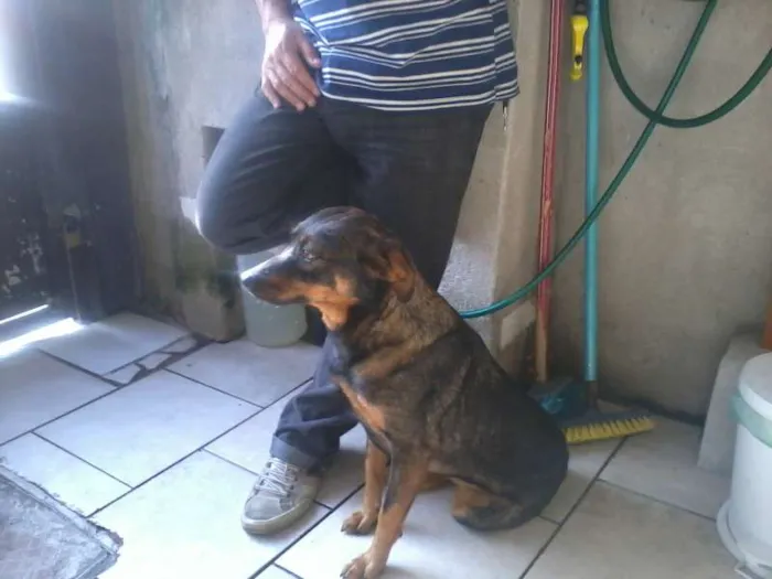 Cachorro ra a SRD idade 1 ano nome Peuqena