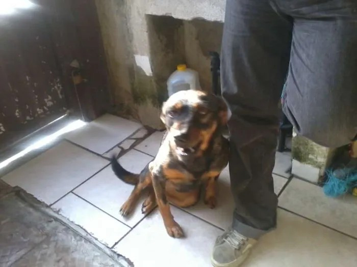 Cachorro ra a SRD idade 1 ano nome Peuqena