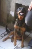 Peuqena