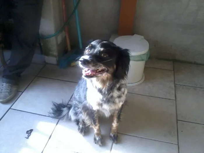 Cachorro ra a SRD idade 2 anos nome Vivi