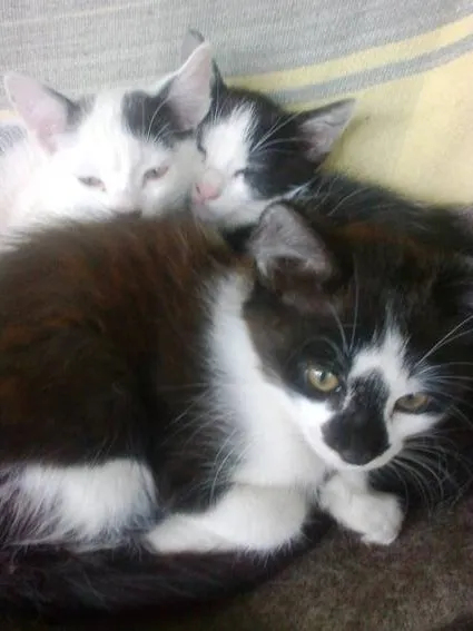 Gato ra a amor idade 2 a 6 meses nome pretinha/narizinho/