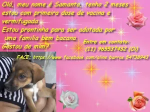 Cachorro raça SRD idade 2 a 6 meses nome Samanta