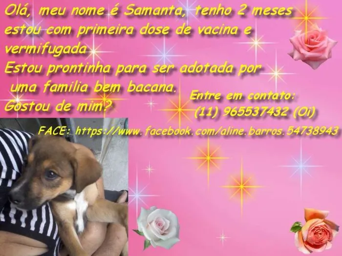 Cachorro ra a SRD idade 2 a 6 meses nome Samanta