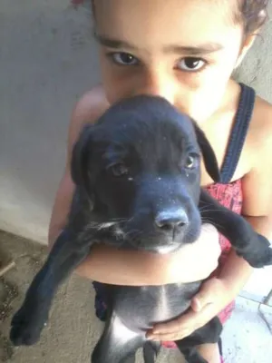 Cachorro raça SRD idade 2 a 6 meses nome Neguinha