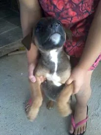 Cachorro raça SRD idade 2 a 6 meses nome Linda