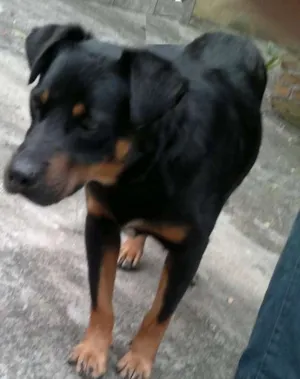 Cachorro raça SRD idade 1 ano nome Neno