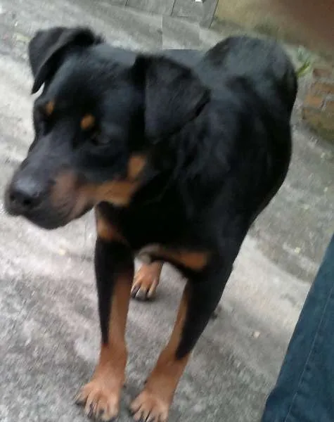 Cachorro ra a SRD idade 1 ano nome Neno