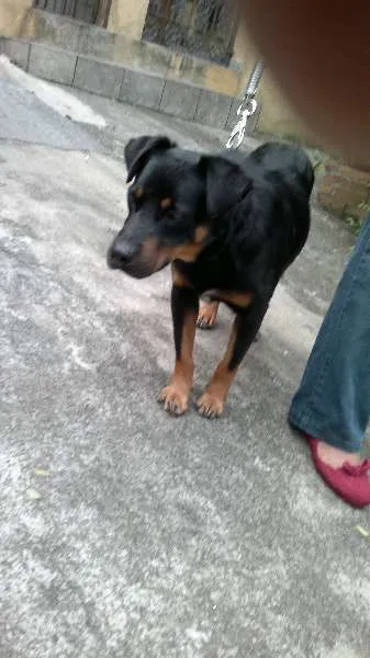 Cachorro ra a SRD idade 1 ano nome Neno