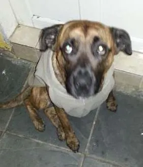 Cachorro ra a SRD idade 2 anos nome Bela