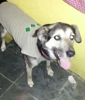 Cachorro raça SRD idade 4 anos nome Neguinho