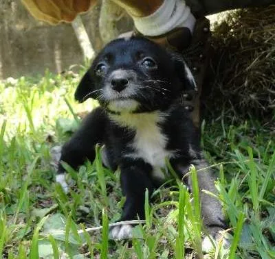 Cachorro ra a sem raça idade Abaixo de 2 meses nome sem nome
