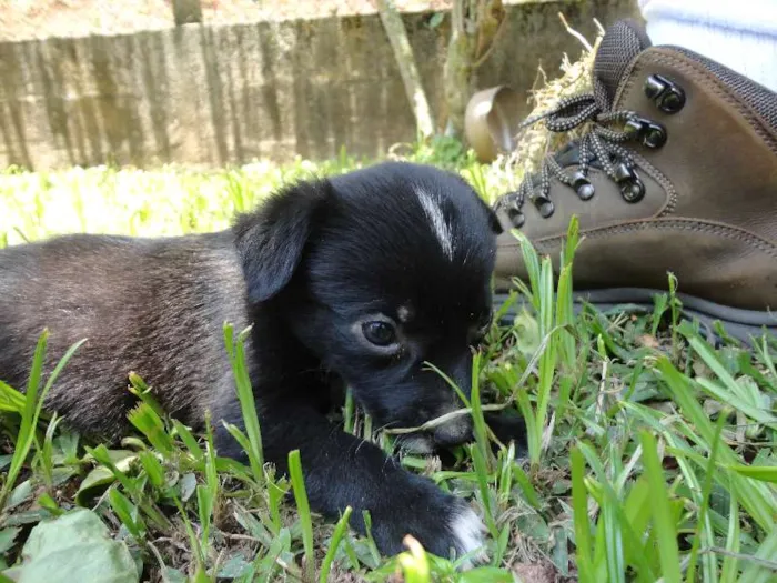 Cachorro ra a sem raça idade Abaixo de 2 meses nome sem nome