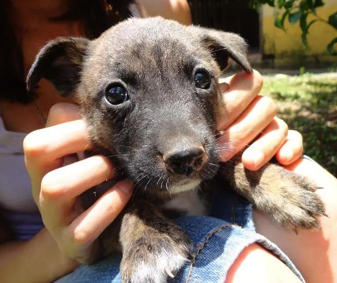 Cachorro ra a sem raça idade Abaixo de 2 meses nome sem nome