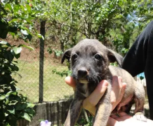 Cachorro raça sem raça idade Abaixo de 2 meses nome sem nome