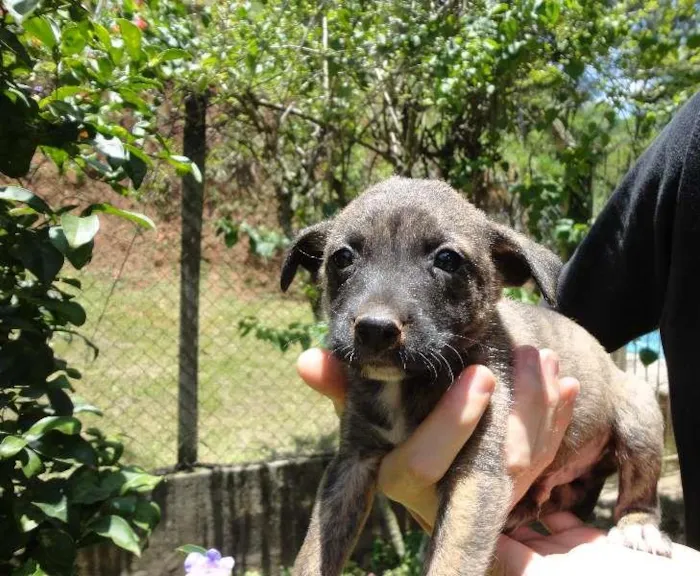Cachorro ra a sem raça idade Abaixo de 2 meses nome sem nome