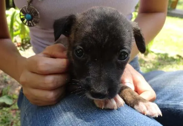 Cachorro ra a sem raça idade Abaixo de 2 meses nome sem nome