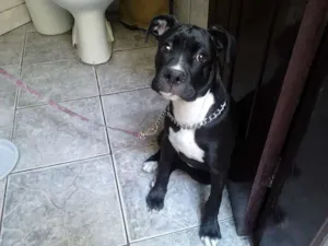 Cachorro raça Boxer idade 2 a 6 meses nome BOXER