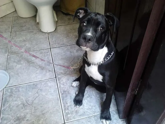 Cachorro ra a Boxer idade 2 a 6 meses nome BOXER