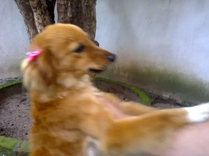 Cachorro ra a não definida idade 1 ano nome mel