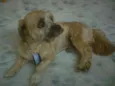 Tico