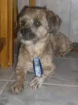 Tico