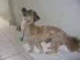 Tico