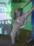 Tico