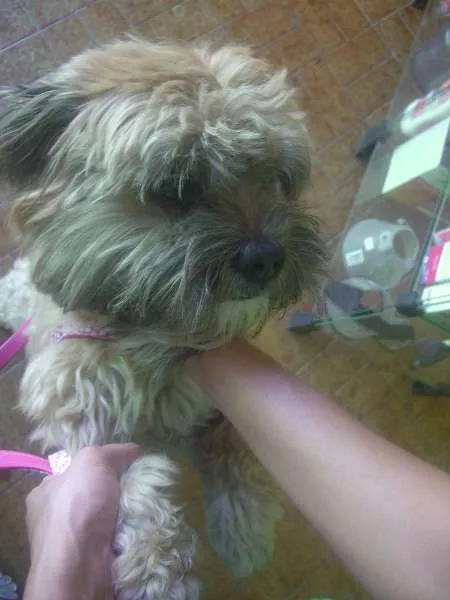 Cachorro ra a Lhasa Apso idade 3 anos nome Tico