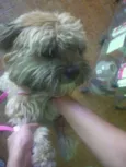 Tico