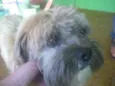 Tico