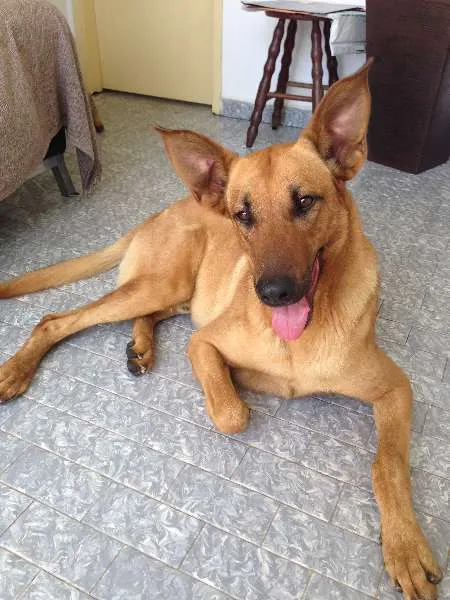 Cachorro ra a SRD idade nome Não tem
