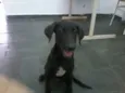 Rex