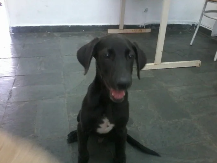 Cachorro ra a SRD idade 2 a 6 meses nome Rex