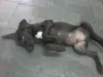 Rex