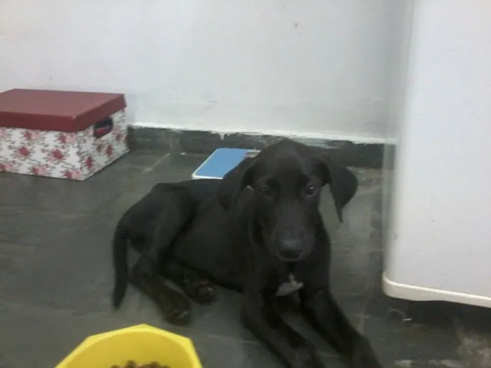 Cachorro ra a SRD idade 2 a 6 meses nome Rex