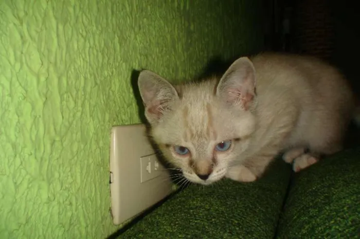Gato ra a  srd idade 2 a 6 meses nome Florzinha e Fofinha