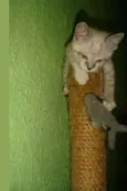 Florzinha e Fofinha
