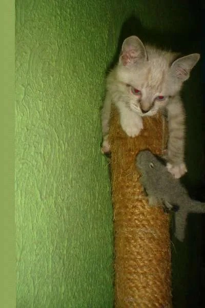 Gato ra a  srd idade 2 a 6 meses nome Florzinha e Fofinha