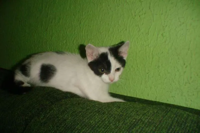 Gato ra a  srd idade 2 a 6 meses nome Florzinha e Fofinha