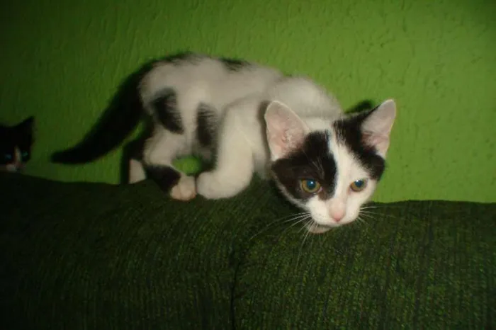 Gato ra a  srd idade 2 a 6 meses nome Florzinha e Fofinha