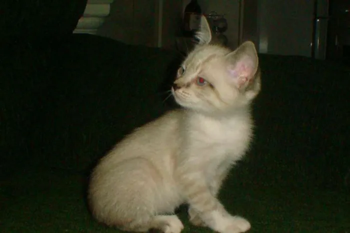 Gato ra a  srd idade 2 a 6 meses nome Florzinha e Fofinha