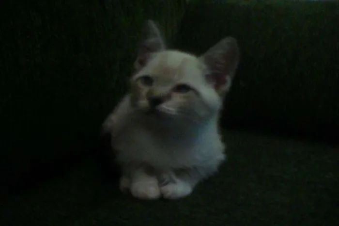 Gato ra a  srd idade 2 a 6 meses nome Florzinha e Fofinha