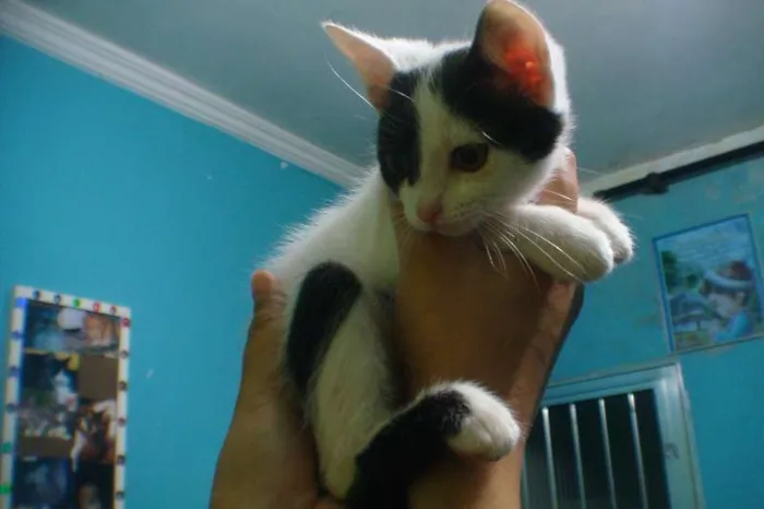 Gato ra a  srd idade 2 a 6 meses nome Florzinha e Fofinha