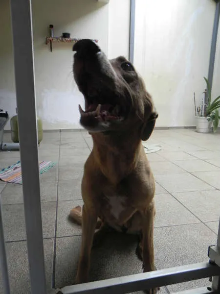 Cachorro ra a SRD idade 6 ou mais anos nome MEL - URGENTE