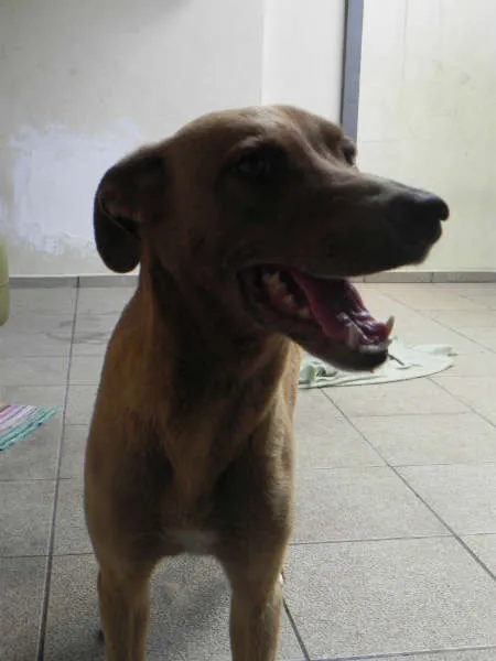 Cachorro ra a SRD idade 6 ou mais anos nome MEL - URGENTE