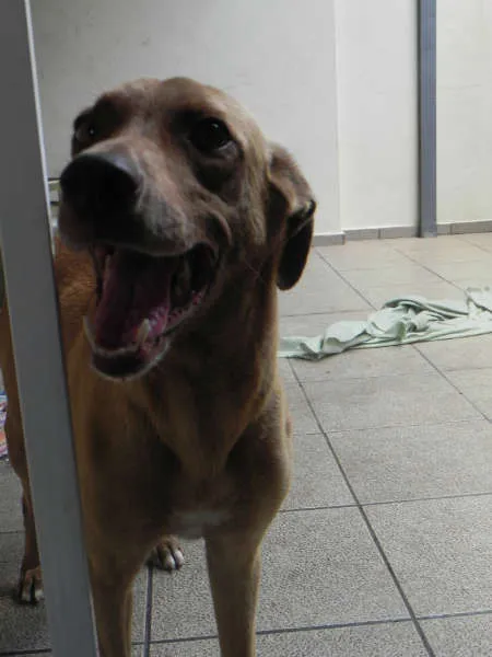 Cachorro ra a SRD idade 6 ou mais anos nome MEL - URGENTE