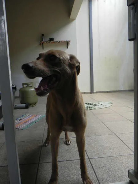Cachorro ra a SRD idade 6 ou mais anos nome MEL - URGENTE